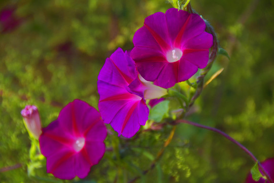牵牛花