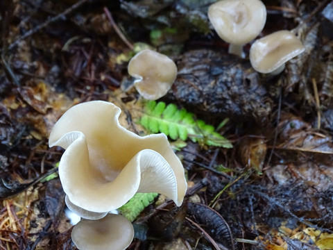 长白山野蘑菇