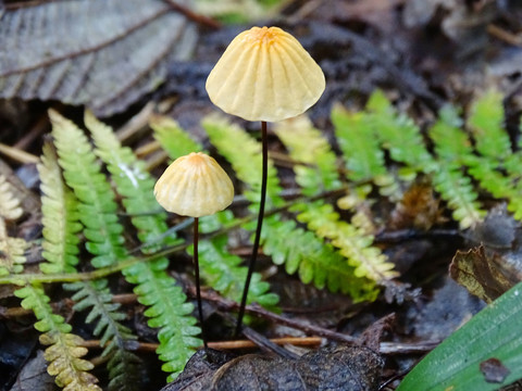 雨伞小蘑菇