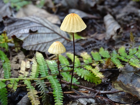 雨伞小蘑菇