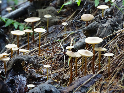 野蘑菇