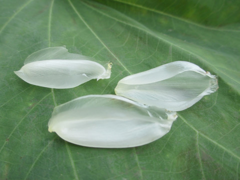 绿叶花瓣