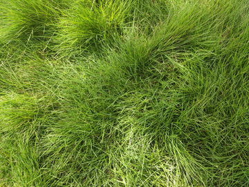 草地草坪小草