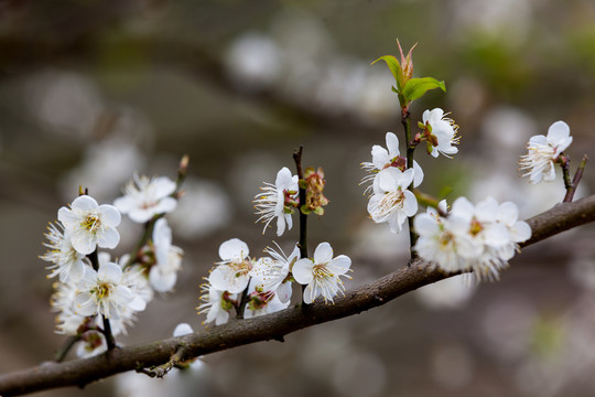 梅花