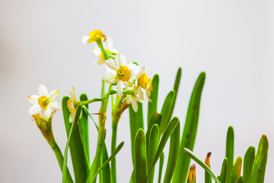 水仙花