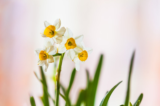 水仙花