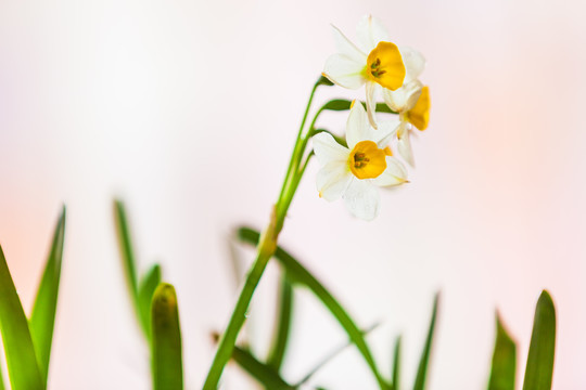 水仙花