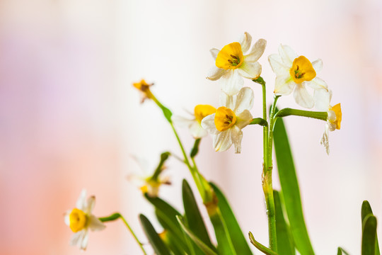 水仙花