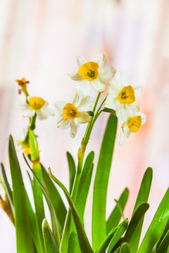 水仙花