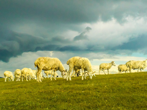 羊群草原阴天