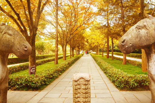 明孝陵石象路秋景