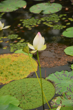 夏末荷花