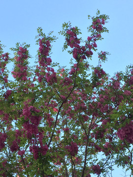盛开的紫槐花