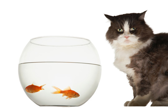 猫和金鱼缸