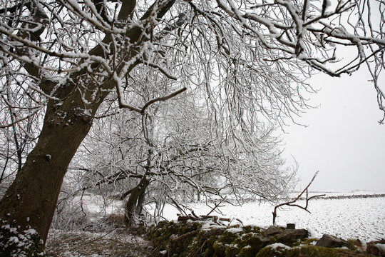 白雪覆盖的树木和田野
