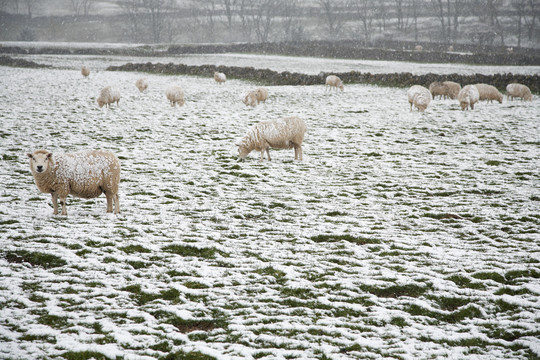雪地上的羊