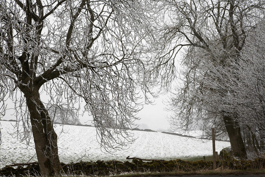 白雪覆盖的树木和田野