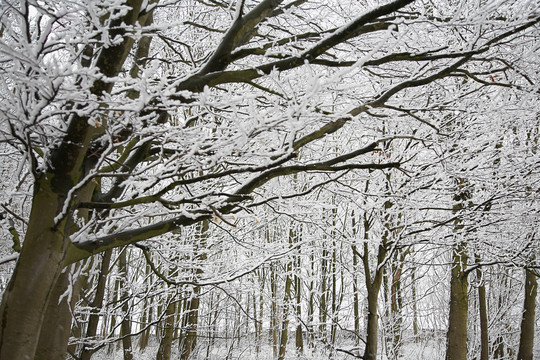 雪地树木