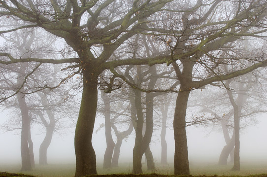 雾天光秃秃的树
