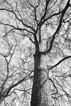 冬天树的黑白照片
