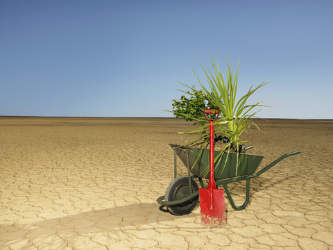 沙漠里的手推车和植物