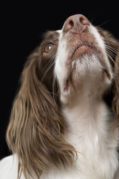 英国猎犬的肖像