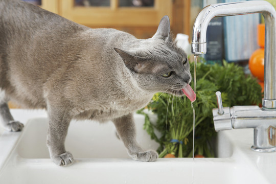 家猫喝水照片