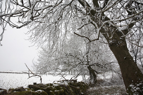 白雪覆盖的树木和田野照片
