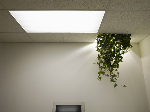 办公室天花板上的植物