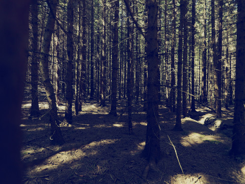 森林中森林的全景