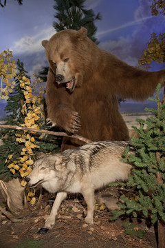 棕熊攻击郊狼