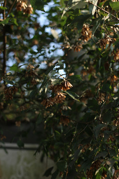 三角槭树的翅果种子