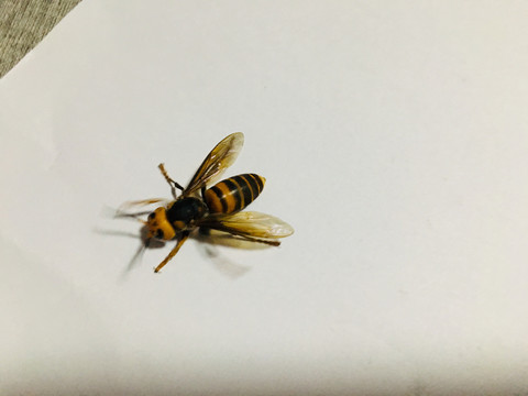 马蜂