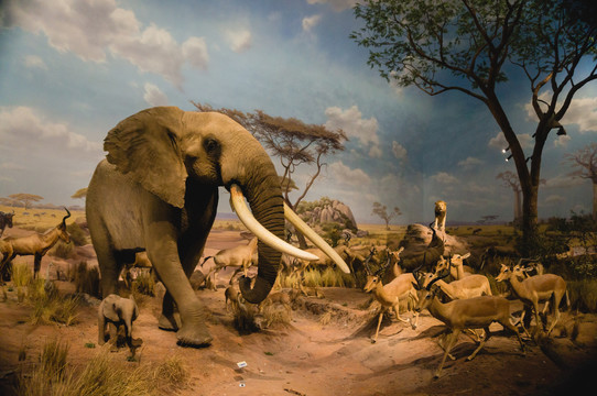 大象之非洲动物大迁徙