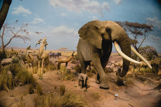 大象之非洲动物大迁徙