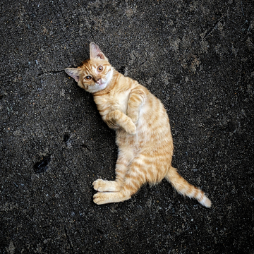 对着人撒娇流浪猫