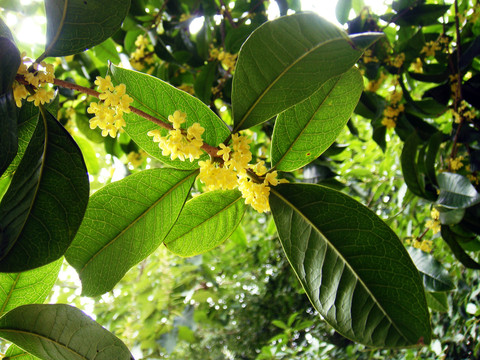 桂花特写