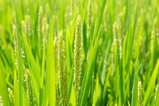 水稻稻花香特写