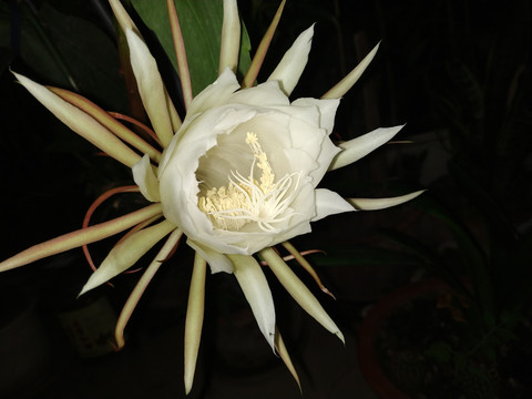 昙花