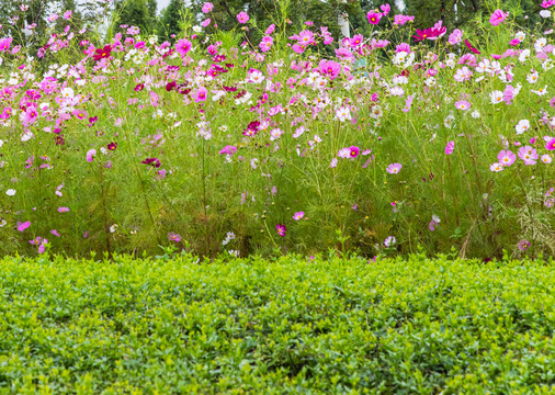 格桑花