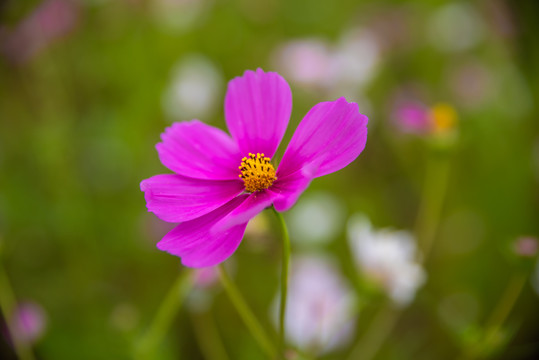 波斯菊