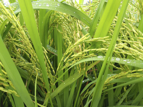 户外绿色稻米丰收