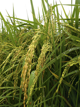 长粒稻米丰收