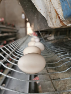 养鸡场鲜鸡蛋