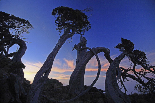 高山松柏