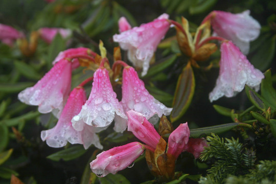 玉山杜鹃花