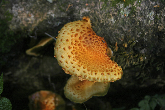 台湾山菇