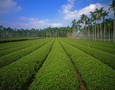 台湾八卦茶园