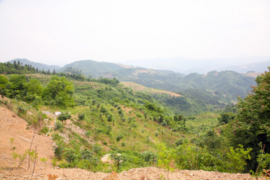 灭荒造林地块