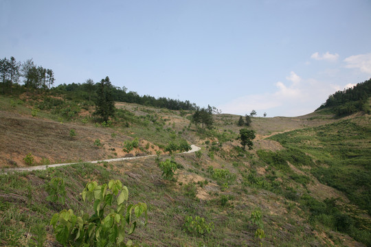 油桐基地